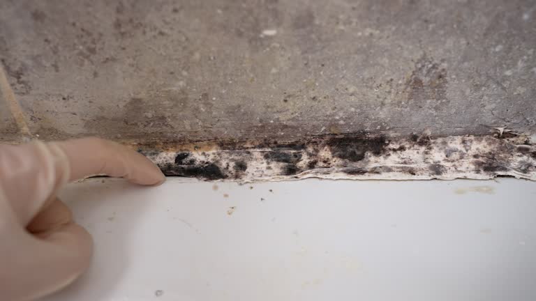 Best Attic Mold Removal  in Morgan Hill, CA
